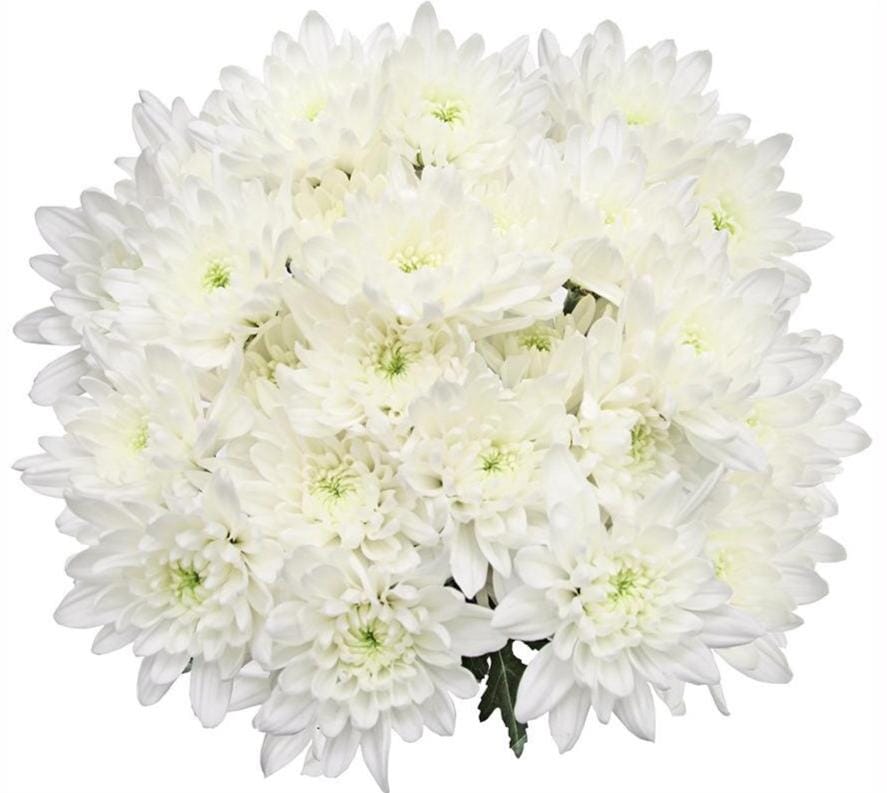 Luxury White Chrysanthemum Bouquet
