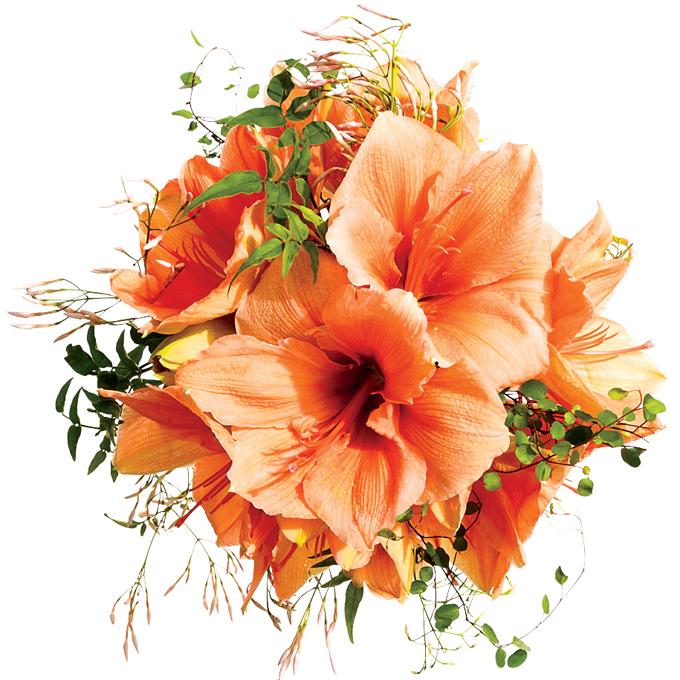 Peach Amaryllis Bouquet