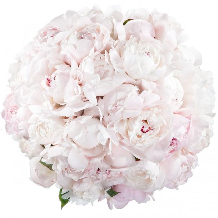 Pale Pink Peony Bouquet