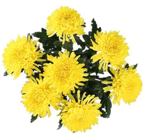 Magnum Yellow Chrysanthemum Bouquet