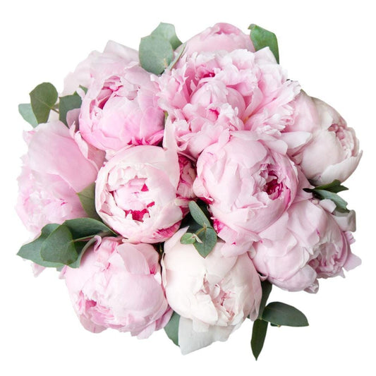 Luxury Peonies with Eucalyptus Bouquet